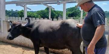 progreso-ganadero-mariel