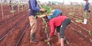 Inicia en Artemisa campaña tabacalera 2025-2026