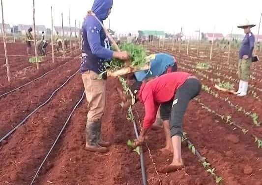 Inicia en Artemisa campaña tabacalera 2025-2026