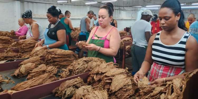 Vanguardia por derecho propio