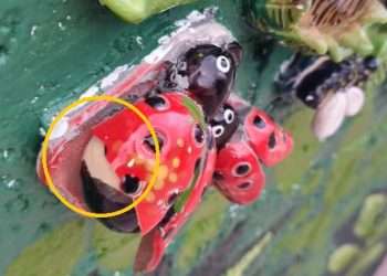 mural-barro-sin-berro