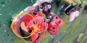 mural-barro-sin-berro