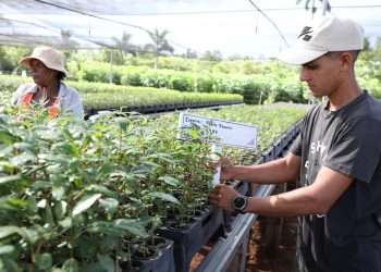 Vivero tecnificado Mi costa Cajio GUIR (23)