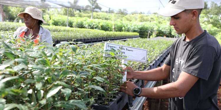 Vivero tecnificado Mi costa Cajio GUIR (23)