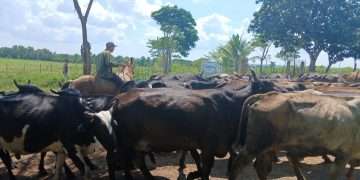 finca-los-sementales (3)