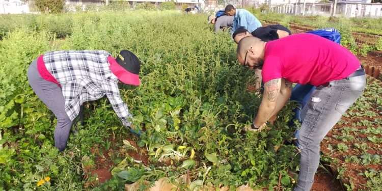 trabajo-voluntario (3)