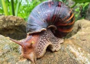 Caracol-Gigante-Africano-720x500