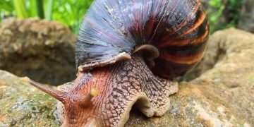 Caracol-Gigante-Africano-720x500