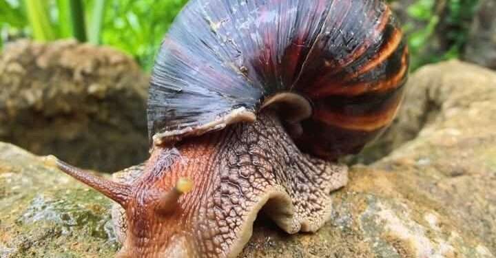 Caracol-Gigante-Africano-720x500
