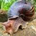 Caracol-Gigante-Africano-720x500