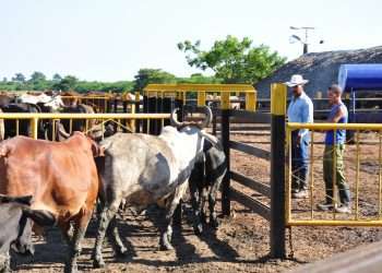 Canasta-familiar-reportaje