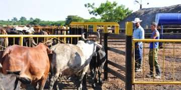 Canasta-familiar-reportaje