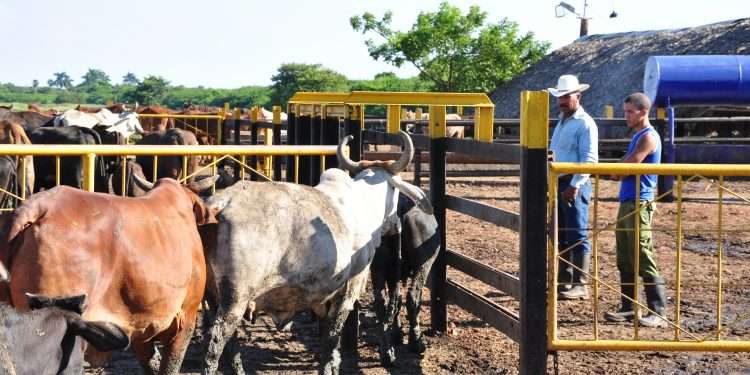 Canasta-familiar-reportaje