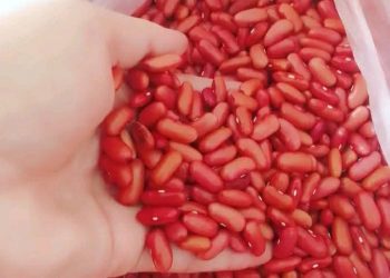 Inició en Güira de Melena venta regulada de frijol de producción local