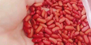 Inició en Güira de Melena venta regulada de frijol de producción local