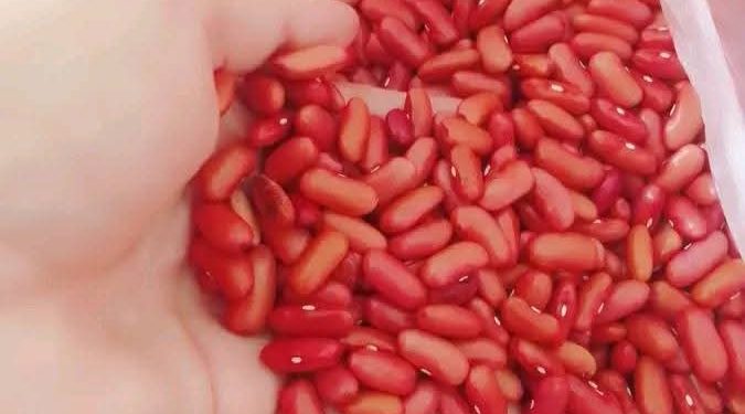 Inició en Güira de Melena venta regulada de frijol de producción local