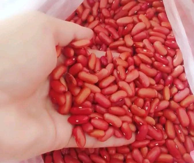 Inició en Güira de Melena venta regulada de frijol de producción local