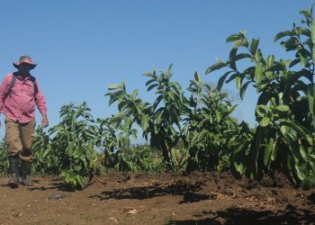 Mingolito 1 Rep impagos 2026