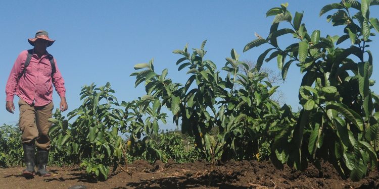 Mingolito 1 Rep impagos 2026