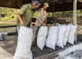 CUBA-PINAR DEL RÍO-CARBONEROS EN LA PRODUCCIÓN DE CARBÓN VEGETAL