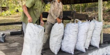 CUBA-PINAR DEL RÍO-CARBONEROS EN LA PRODUCCIÓN DE CARBÓN VEGETAL