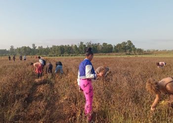 Estudiantes de Candelaria apoyan en cosecha de frijoles