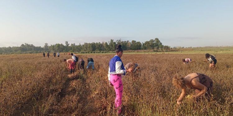 Estudiantes de Candelaria apoyan en cosecha de frijoles