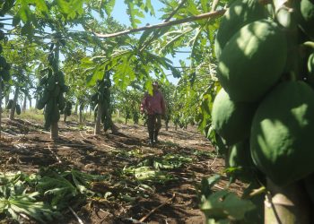 mingolito-bahia-honda