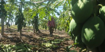 mingolito-bahia-honda