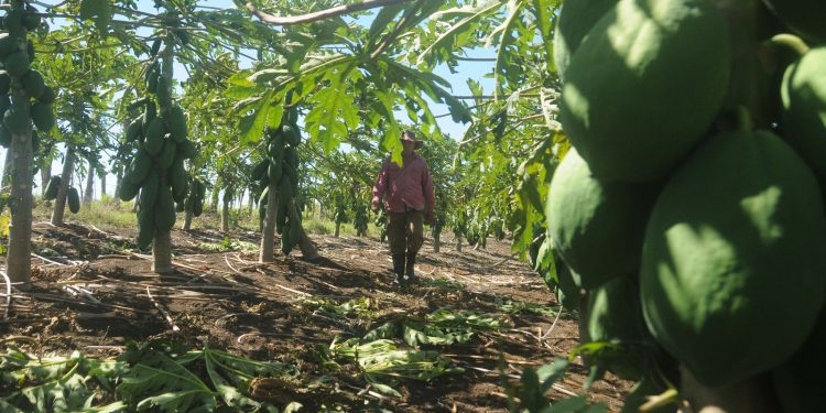 mingolito-bahia-honda