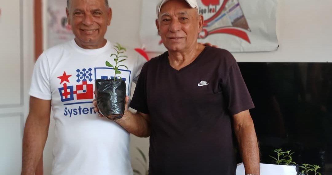 stevia-planta