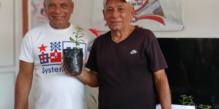 stevia-planta