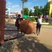 Ya se vive el Festival Deportivo Escolar
