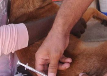 Jornadas contra la rabia en Artemisa