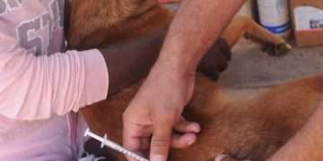 Jornadas contra la rabia en Artemisa