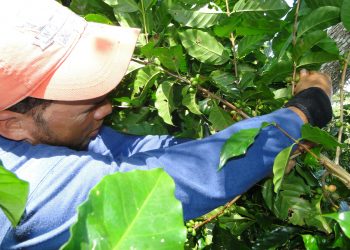 El 1 de octubre comenzará la cosecha de café en Bahía Honda